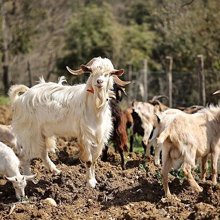 Вилла Casa Agricola Scorziello Serre  Экстерьер фото