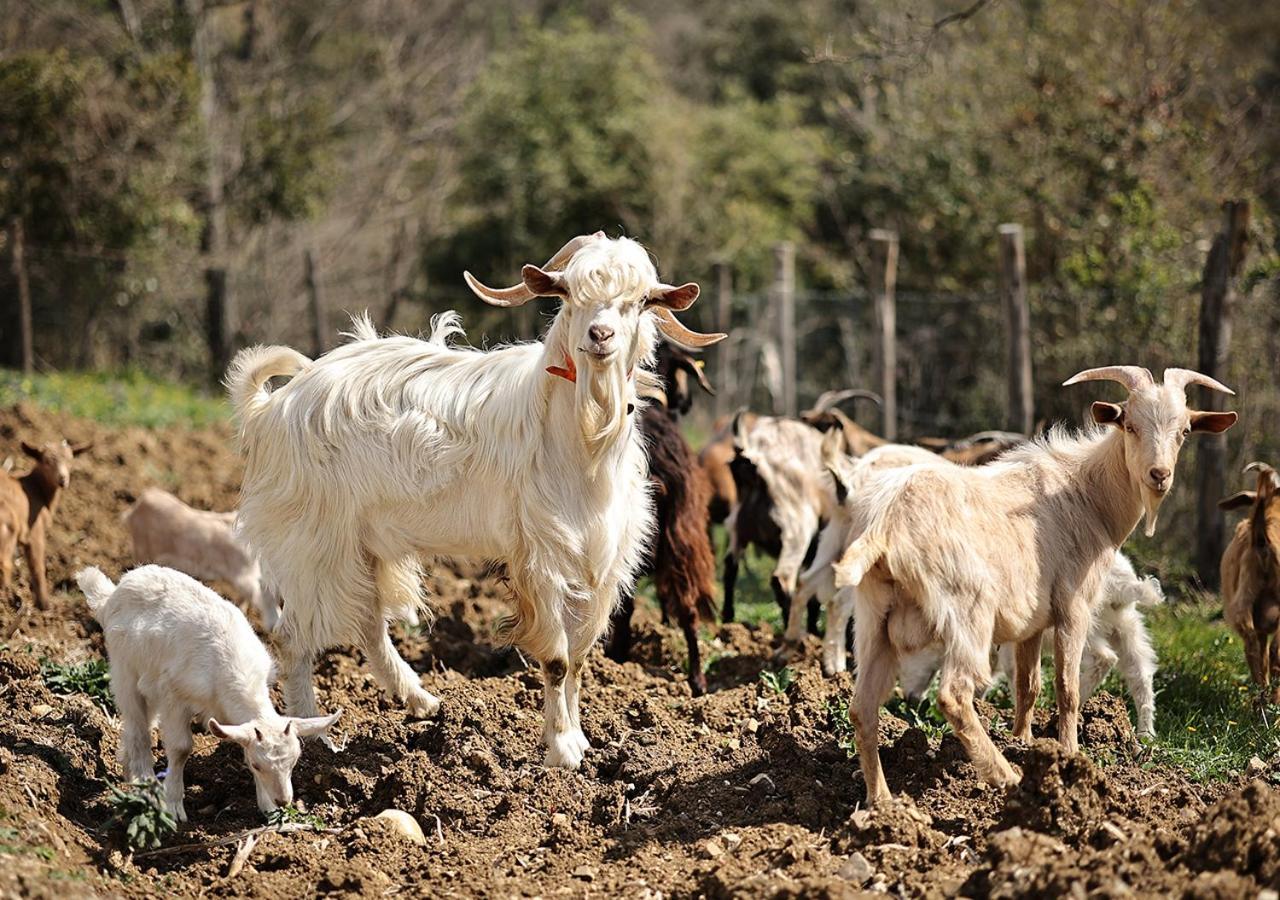 Вилла Casa Agricola Scorziello Serre  Экстерьер фото