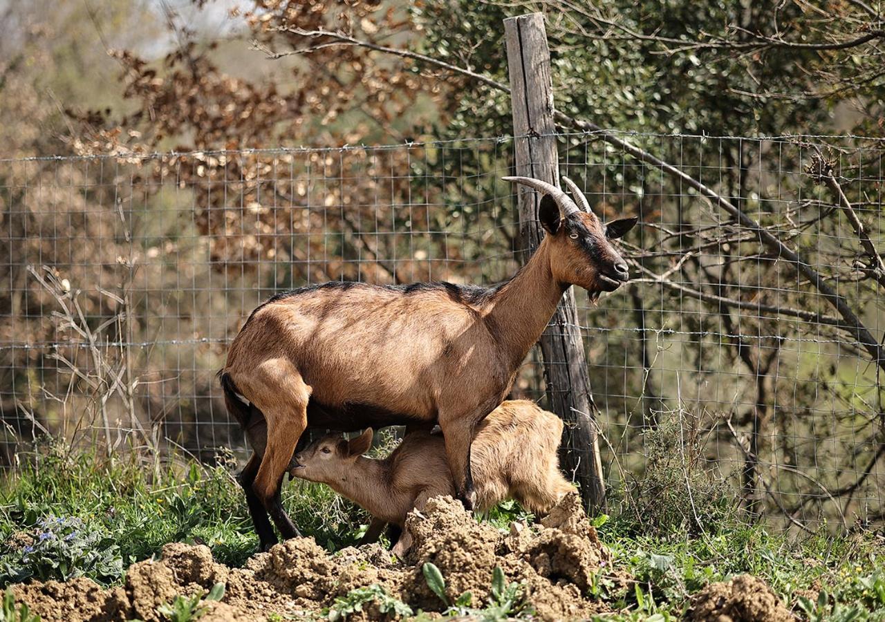 Вилла Casa Agricola Scorziello Serre  Экстерьер фото
